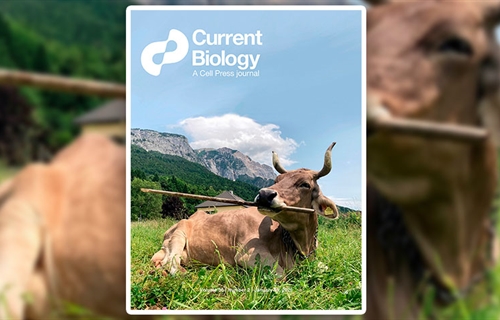 Una vaca usa una herramienta de forma vers�til, algo solo documentado...