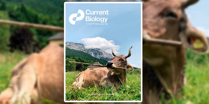 Una vaca usa una herramienta de forma vers�til, algo solo documentado antes en primates