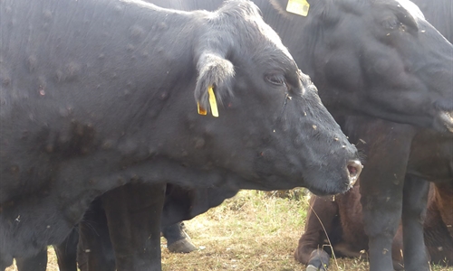 El Gobierno Vasco lamenta la decisi�n del MAPA de no ampliar la...