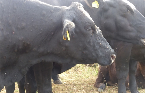 El Gobierno Vasco lamenta la decisi�n del MAPA de no ampliar la...