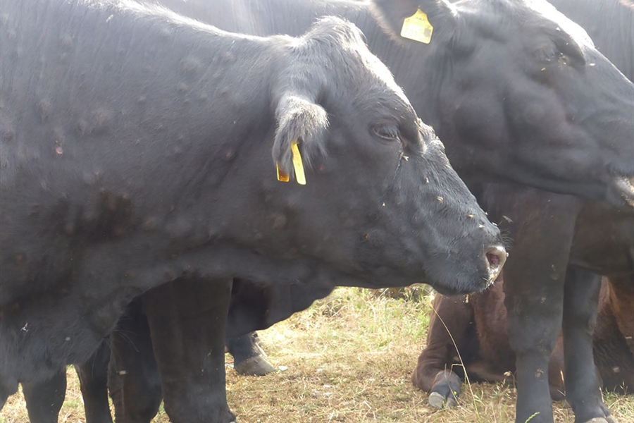 El Gobierno Vasco lamenta la decisi�n del MAPA de no ampliar la...