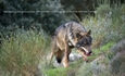 Siete comunidades denunciar�n en Europa al Gobierno de Espa�a por incumplimientos con la gesti�n del lobo