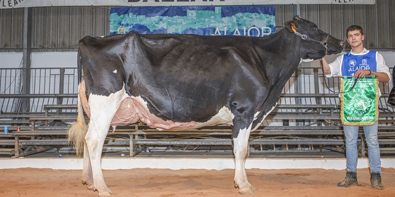 38� Concurso Morfol�gico de Ganado Vacuno de Raza Frisona de Menorca 2026