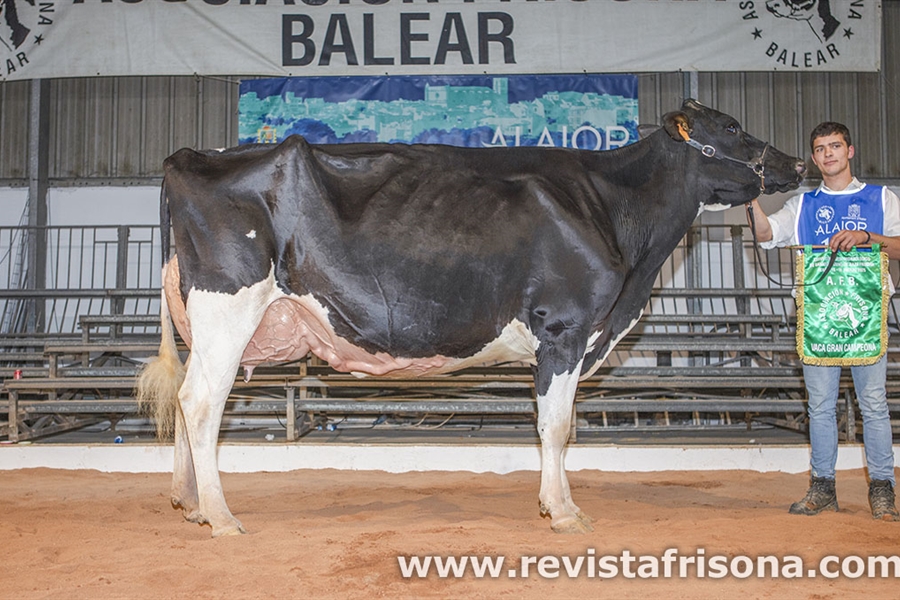 38� Concurso Morfol�gico de Ganado Vacuno de Raza Frisona de Menorca 2026