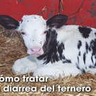 C�mo tratar la diarrea del ternero