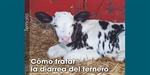 C�mo tratar la diarrea del ternero
