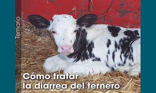 C�mo tratar la diarrea del ternero