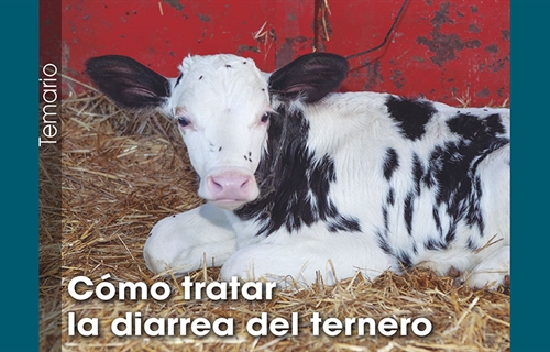 C�mo tratar la diarrea del ternero