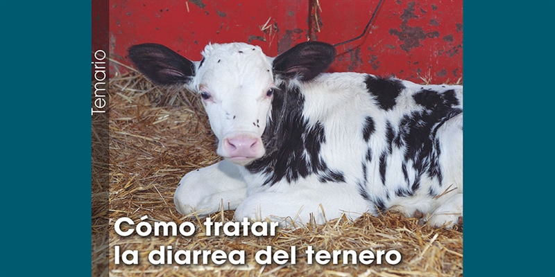 C�mo tratar la diarrea del ternero