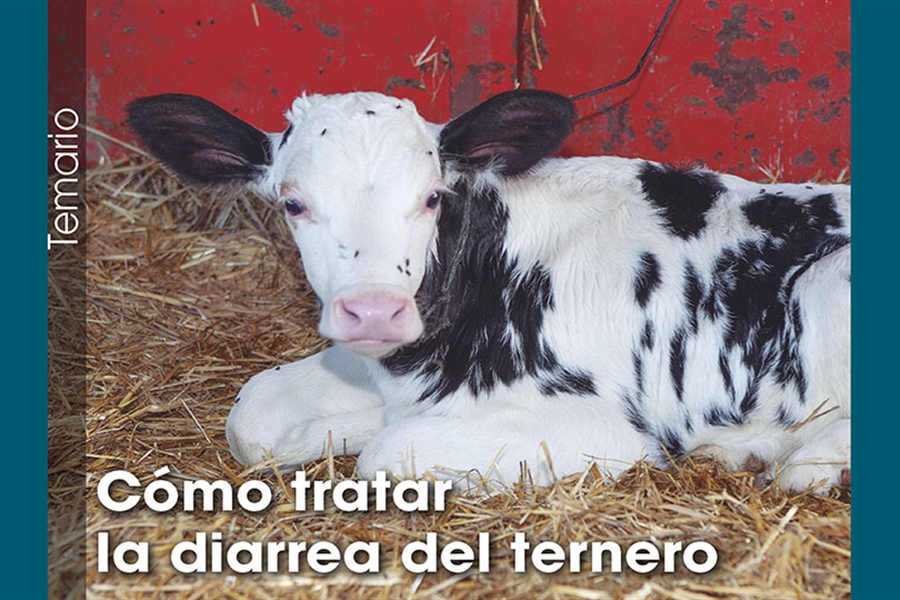 C�mo tratar la diarrea del ternero