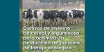Cultivos de invierno de cereal y leguminosa para optimizar la producci�n de prote�na de forraje ecol�gico