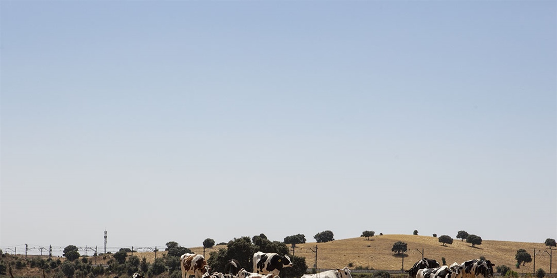 #RealidadGanadera: Las vacas y el clima: una relaci�n compleja,...