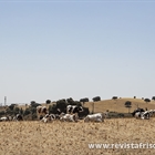 #RealidadGanadera: Las vacas y el clima: una relaci�n compleja, demasiadas veces simplificada