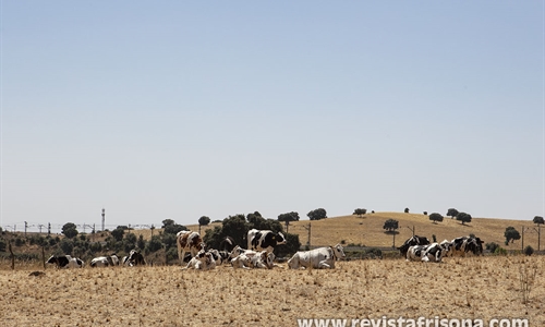 #RealidadGanadera: Las vacas y el clima: una relaci�n compleja,...