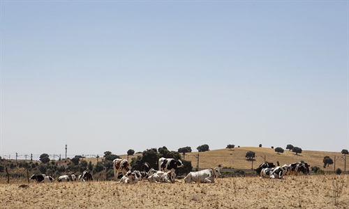 #RealidadGanadera: Las vacas y el clima: una relaci�n compleja,...