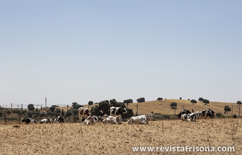#RealidadGanadera: Las vacas y el clima: una relaci�n compleja,...
