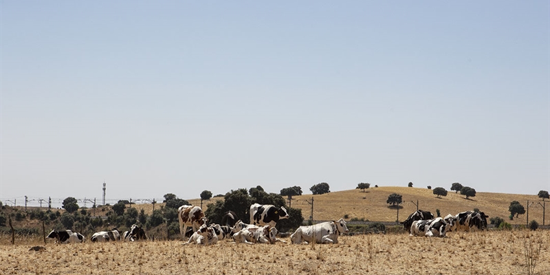#RealidadGanadera: Las vacas y el clima: una relaci�n compleja, demasiadas veces simplificada