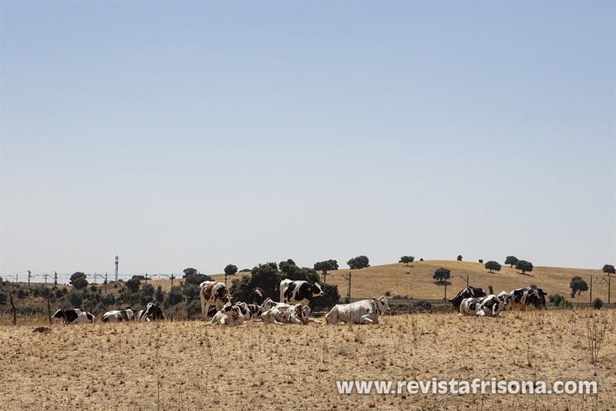 #RealidadGanadera: Las vacas y el clima: una relaci�n compleja,...