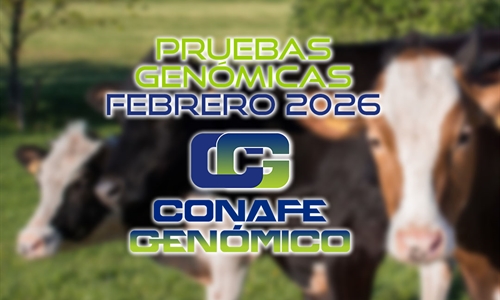 Actualizaci�n de las pruebas gen�micas de Hembras CONAFE febrero 2026