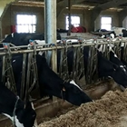 COAG cree que la industria l�ctea pretende bajar el precio de la leche sin �ning�n fundamento�