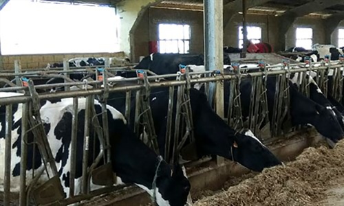 COAG cree que la industria l�ctea pretende bajar el precio de la leche...