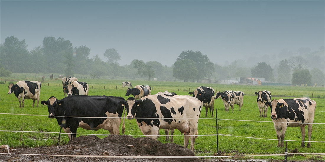 Francia levanta sus �ltimas restricciones por dermatosis nodular...