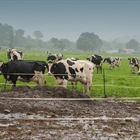 Francia levanta sus �ltimas restricciones por dermatosis nodular contagiosa en la frontera con Catalu�a