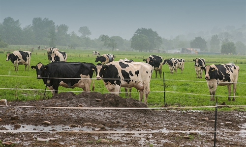 Francia levanta sus �ltimas restricciones por dermatosis nodular...