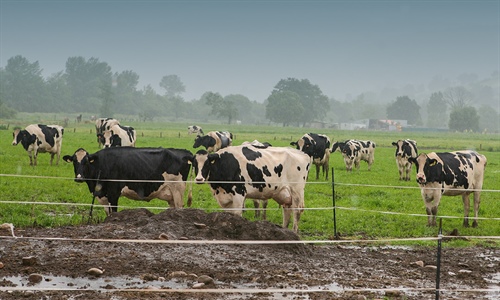 Francia levanta sus �ltimas restricciones por dermatosis nodular...