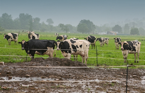 Francia levanta sus �ltimas restricciones por dermatosis nodular...