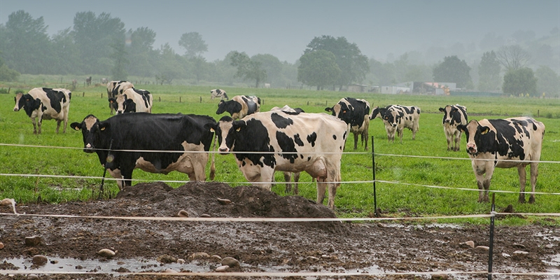 Francia levanta sus �ltimas restricciones por dermatosis nodular contagiosa en la frontera con Catalu�a