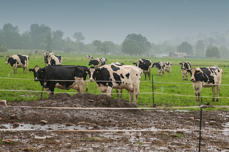 Francia levanta sus �ltimas restricciones por dermatosis nodular...