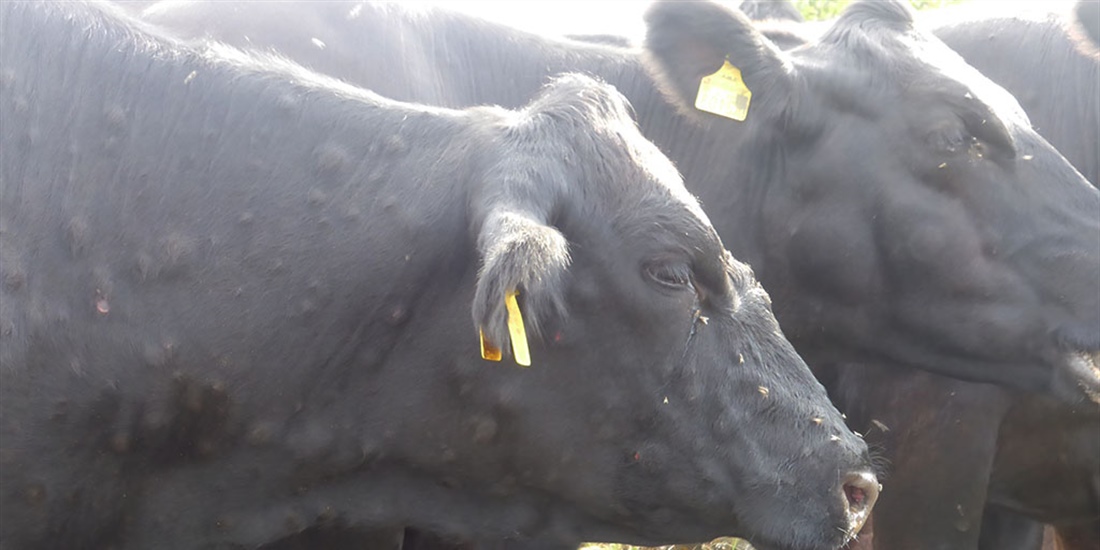 Arag�n confirma un segundo foco de Dermatosis Nodular Contagiosa en...