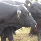 Arag�n confirma un segundo foco de Dermatosis Nodular Contagiosa en Fiscal (Huesca)