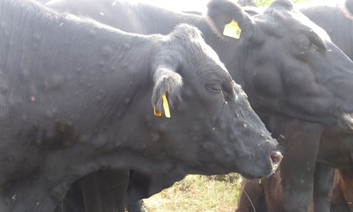 Arag�n confirma un segundo foco de Dermatosis Nodular Contagiosa en...