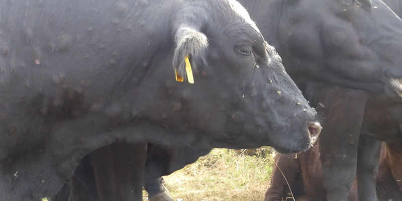 Arag�n confirma un segundo foco de Dermatosis Nodular Contagiosa en Fiscal (Huesca)