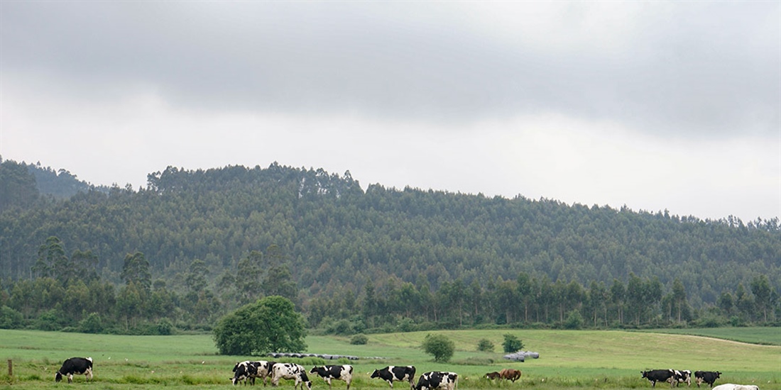 Cantabria publica las nuevas medidas cautelares frente a la Dermatosis...