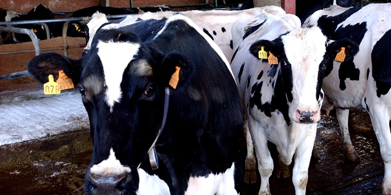 El Gobierno Vasco vuelve a exigir al Ministerio ampliar la vacunaci�n frente a la Dermatosis Nodular Contagiosa tras un nuevo caso en Arag�n