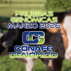 Actualizaci�n de las pruebas gen�micas de Hembras CONAFE marzo 2026