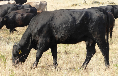 Arag�n pide ampliar la vacunaci�n frente a la dermatosis nodular...