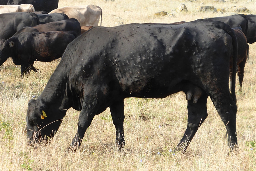 Arag�n pide ampliar la vacunaci�n frente a la dermatosis nodular...