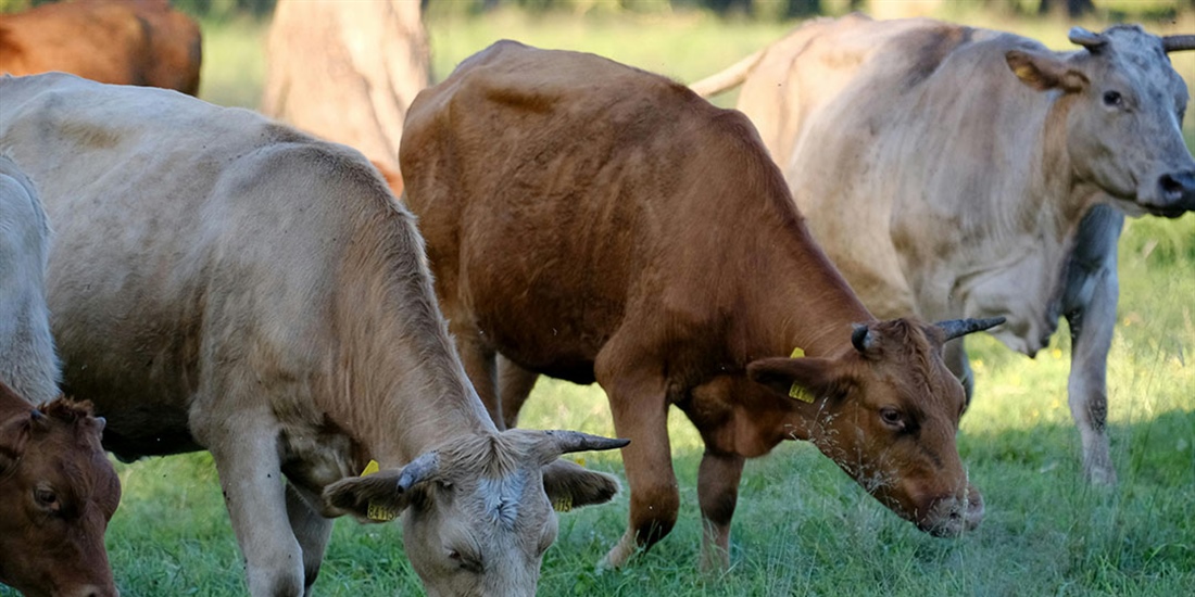 Navarra ampliar� la vacunaci�n contra la dermatosis nodular contagiosa...