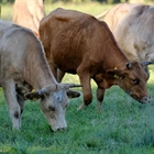Navarra ampliar� la vacunaci�n contra la dermatosis nodular contagiosa a toda la caba�a bovina