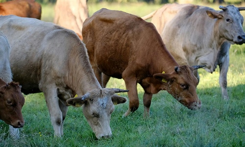 Navarra ampliar� la vacunaci�n contra la dermatosis nodular contagiosa...
