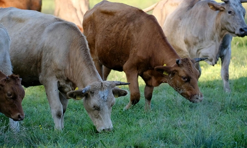 Navarra ampliar� la vacunaci�n contra la dermatosis nodular contagiosa...