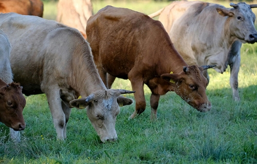 Navarra ampliar� la vacunaci�n contra la dermatosis nodular contagiosa...