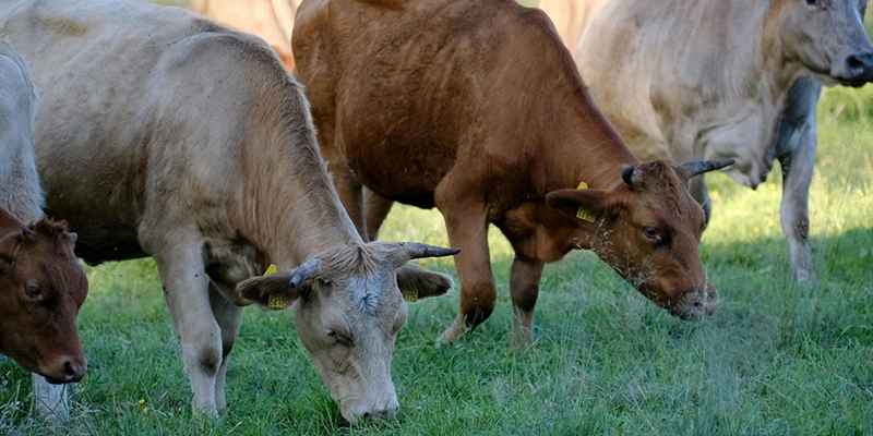 Navarra ampliar� la vacunaci�n contra la dermatosis nodular contagiosa a toda la caba�a bovina