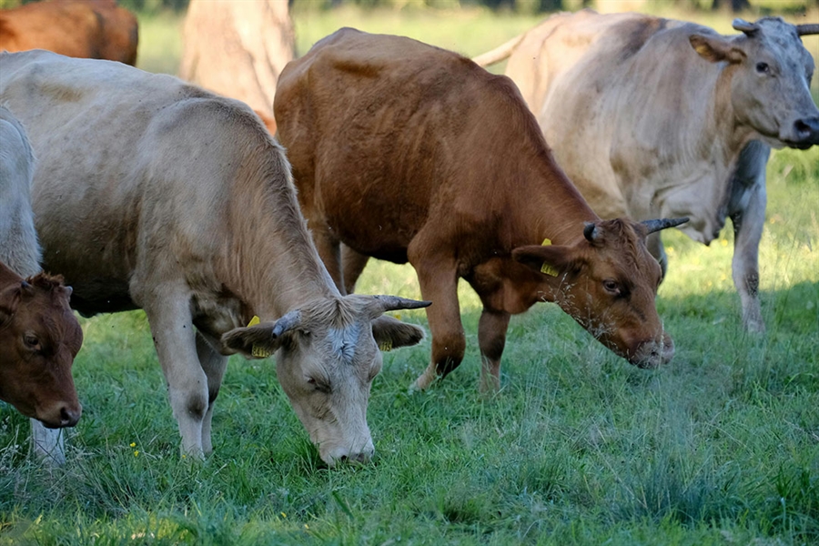 Navarra ampliar� la vacunaci�n contra la dermatosis nodular contagiosa...