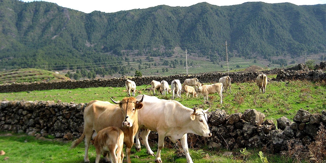 Espa�a plantear� a la Comisi�n Europea ampliar la vacunaci�n de...