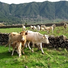 Espa�a plantear� a la Comisi�n Europea ampliar la vacunaci�n de dermatosis nodular contagiosa a nuevas zonas de Arag�n, Catalu�a y Navarra